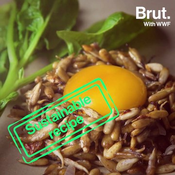 Sustainable recipe: Egg marinated in beer with sprouted sunflower seeds