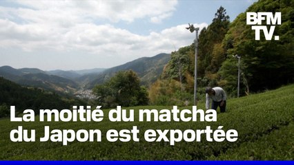 Thé matcha: craintes d'une pénurie mondiale