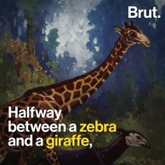 The okapi was one of the last large mammals discovered