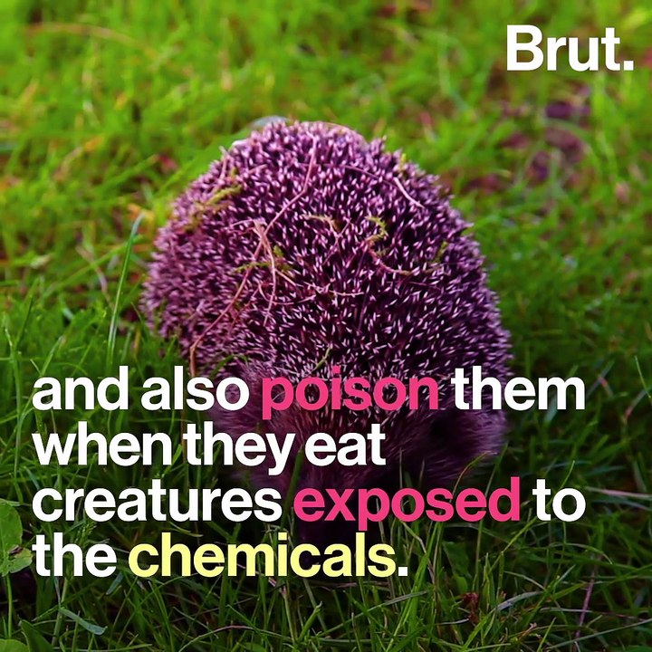 Is the European hedgehog threatened with extinction?