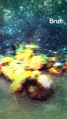 Decorator crabs wear their environment on their backs