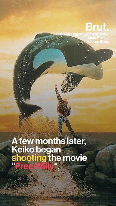 The story of Keiko, the orca from « Free Willy »