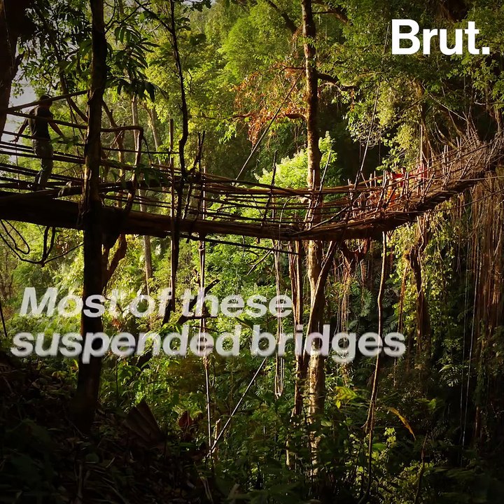 Living root bridges made of living plants