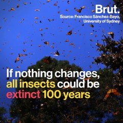 All insects could be extinct 100 years from now