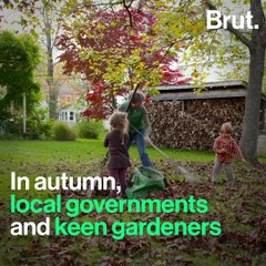 Should we be picking up dead leaves?