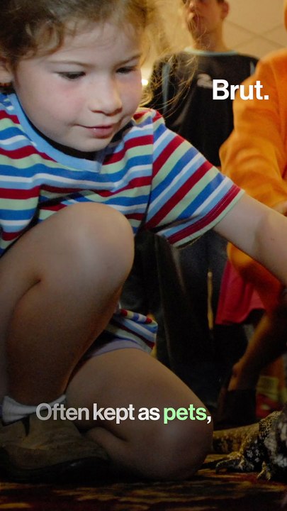 Tegu lizards are invading the American South