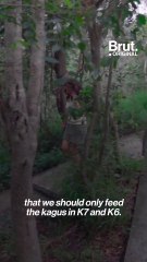 Meet the kagu, the barking bird that narrowly avoided extinction