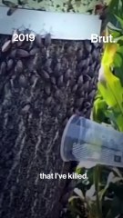 Why these beautiful spotted lanternflies must die