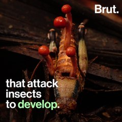 Cordyceps attack insects in order to grow