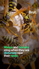 What to do about wasp, bee, hornet and bumblebee stings