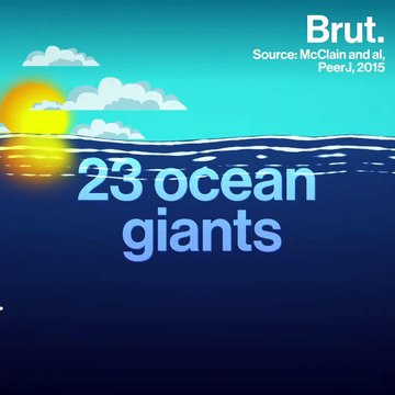 23 ocean giants that will make you feel very small