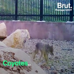 This animal-only bridge is saving lives and wildlife