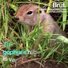 How animals hibernate