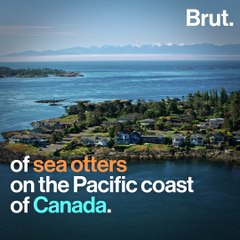 Bringing sea otters back to Canada's Pacific coast