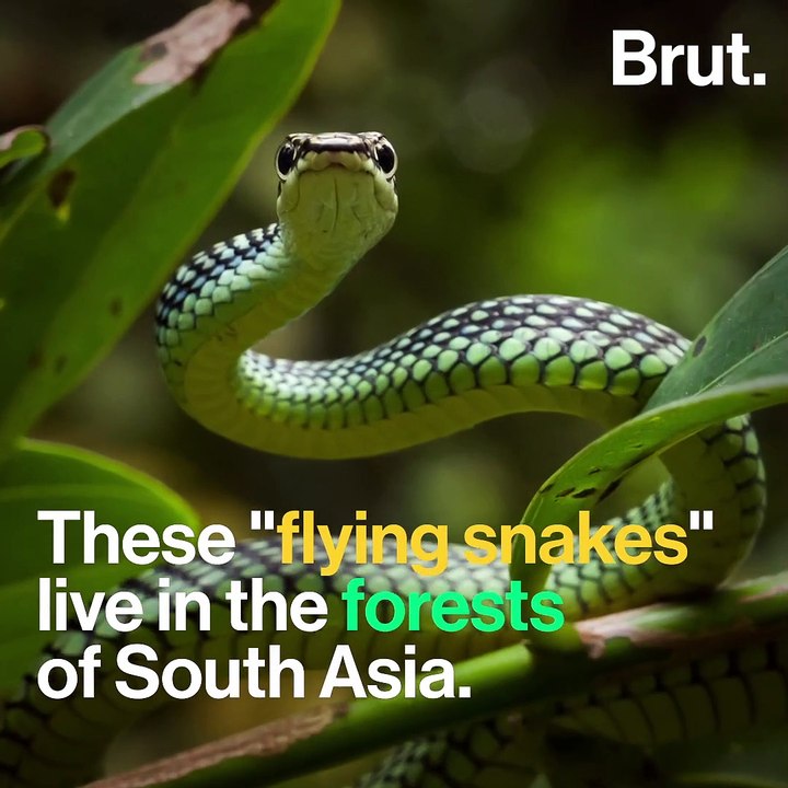 How do snakes fly?