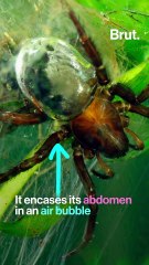 These 3 spiders are amazing