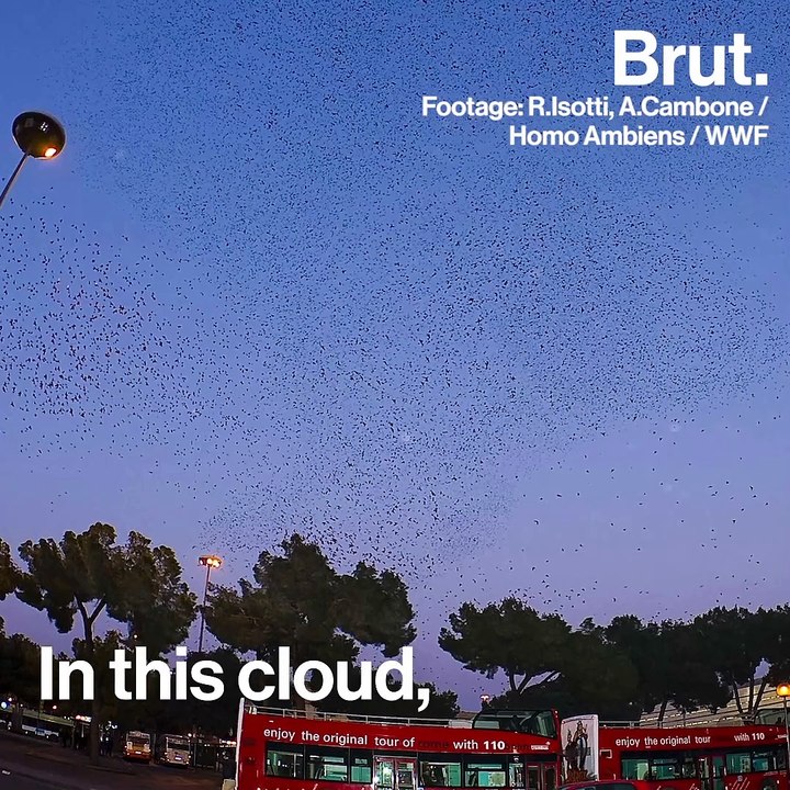 How birds synchronize their flight