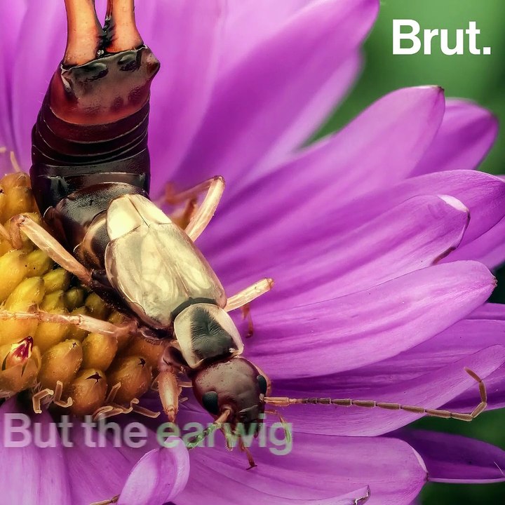 Why does the earwig have those pincers?