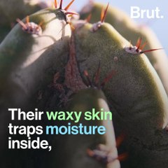 How cacti survive in the desert