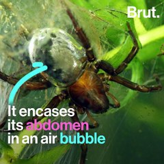 The diving bell spider encases its abdomen in an air bubble