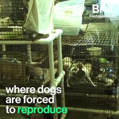 California's fight against "puppy mills"