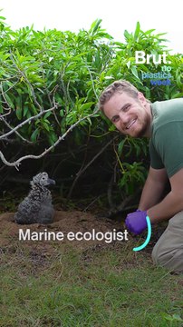 The hidden dangers of plastics pollution for marine animals