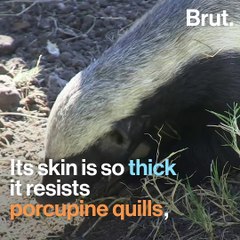 The honey badger is not afraid of anything