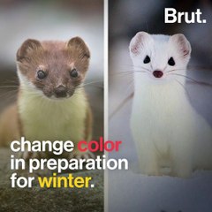 Why some animals change color during fall