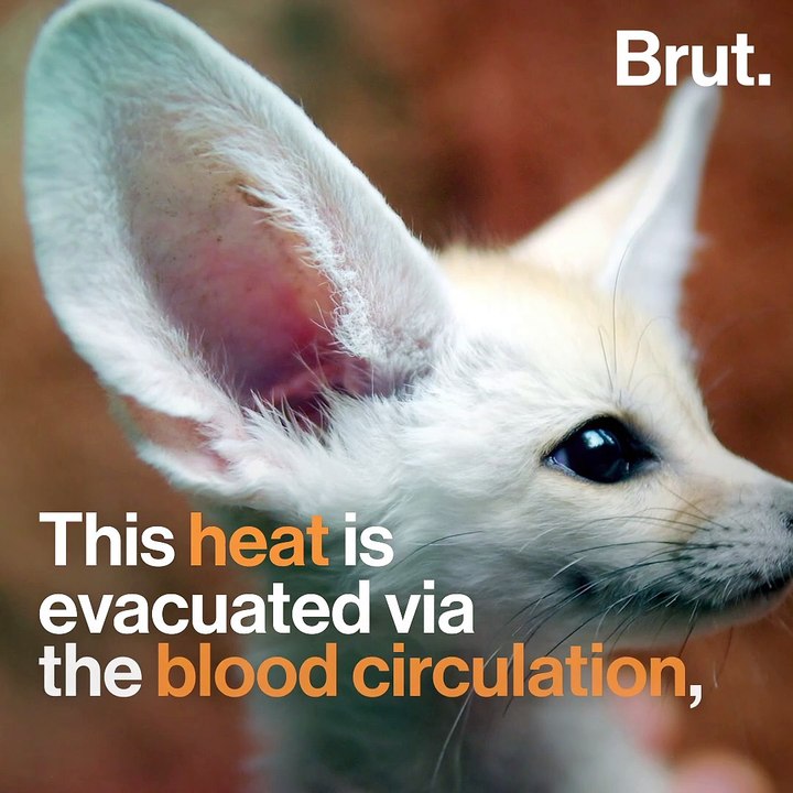 The fennec fox is the smallest canid in the world