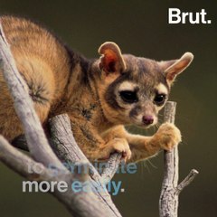 The ring-tailed cat is a mammal of the raccoon family