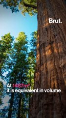 General Sherman: the largest living organism in the world