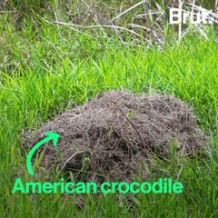 Crocodilians have a surprising maternal instinct