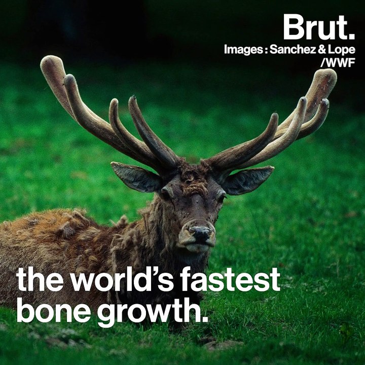 How antlers grow