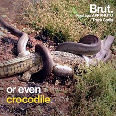 How snakes swallow their prey