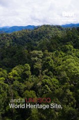 Deer Cave is home to millions of bats