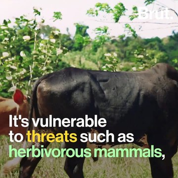 This ant and this tree have a relationship that benefits both species