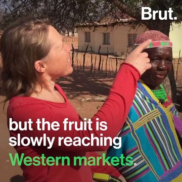 The baobab fruit is slowly reaching Western markets