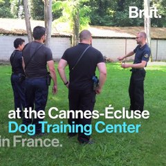 The training of police dogs
