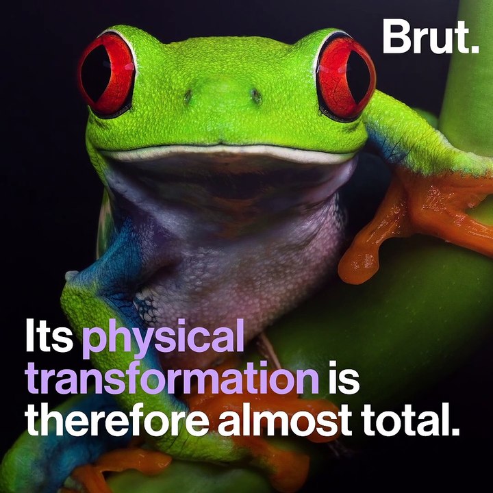 How do tadpoles become frogs?