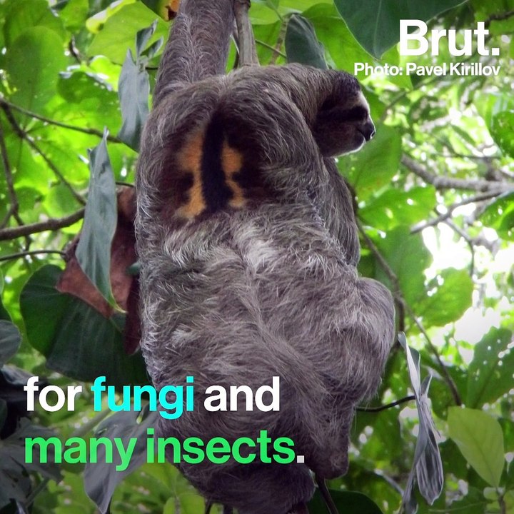Here is why sloths have green fur - video Dailymotion