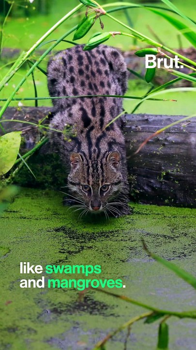 Meet the fishing cat
