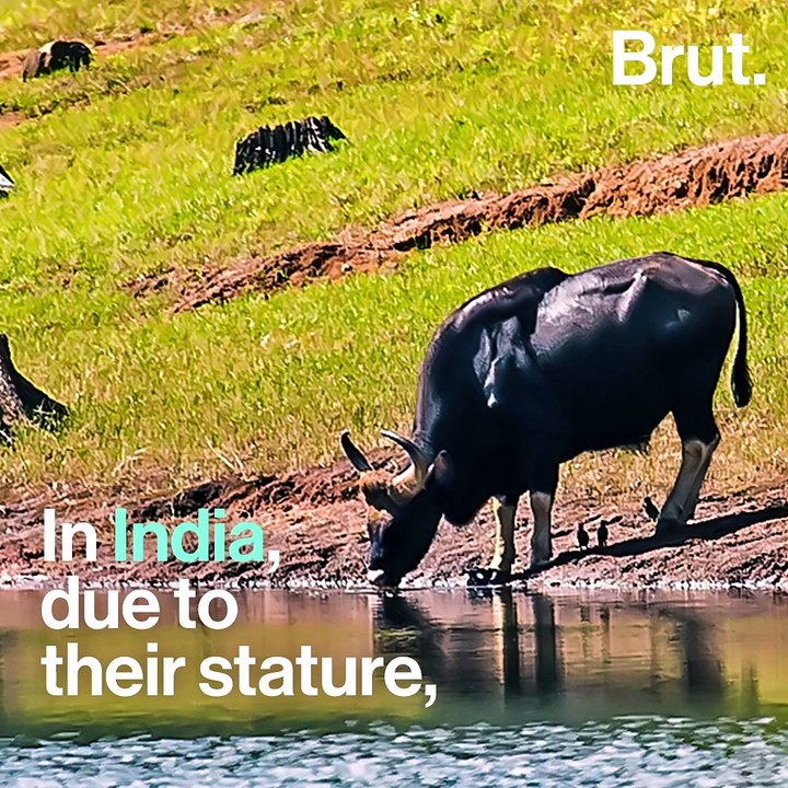 The gaur is the largest wild bovid in the world