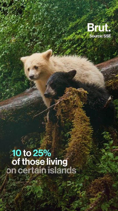 Here is why these black bears can be white