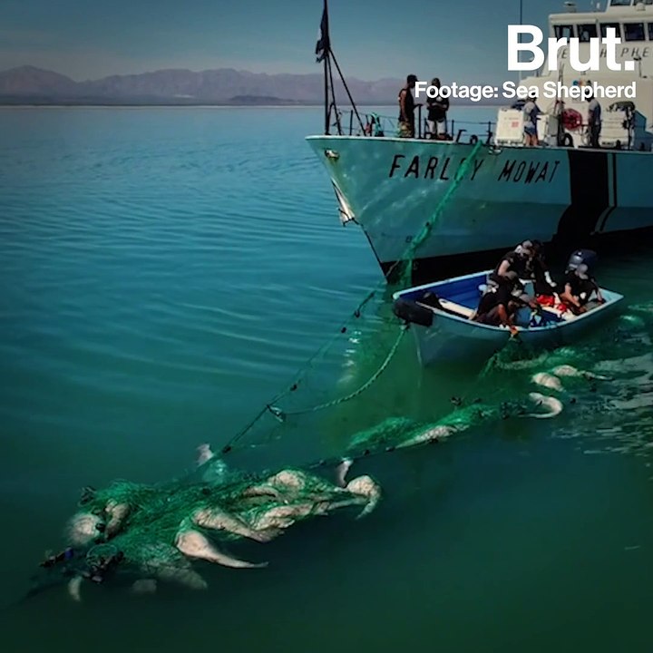 Whale trapped in fishing net in endangered mari...
