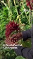 Meet the 'Gangsta Gardener' of Los Angeles