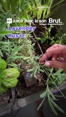 Les plantes aussi peuvent chanter