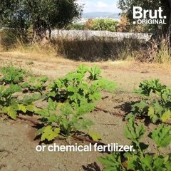 This French school cafeteria serves 100% organic meals