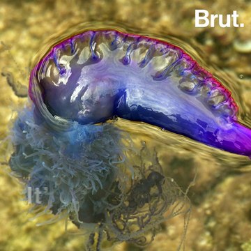The Portuguese man o'war: a colony of thousands of animals