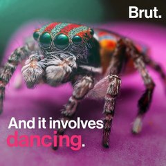 How does the peacock spider find a mate?