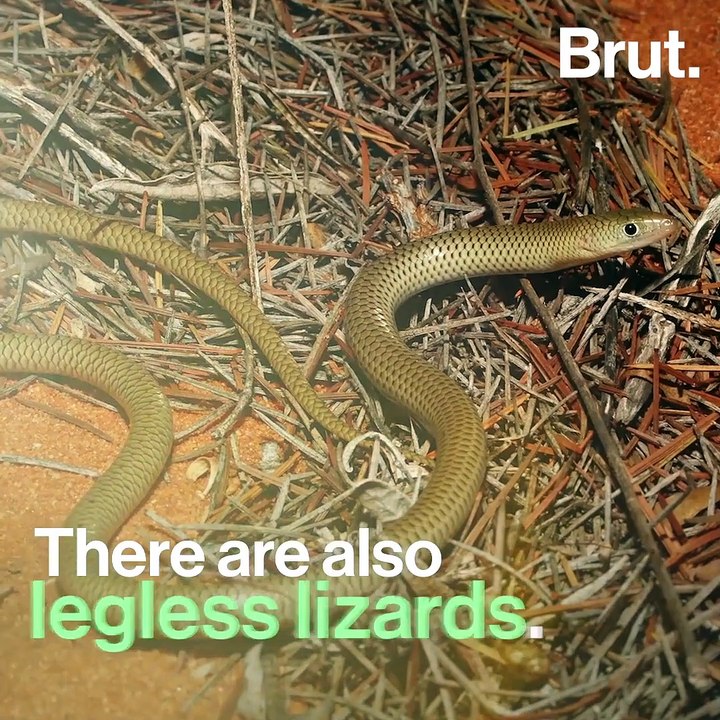There are thousands of legless lizards worldwide
